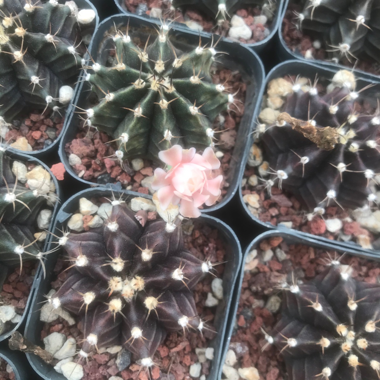 仙人球紫牡丹实生仙人球多肉植物小盆栽绿植