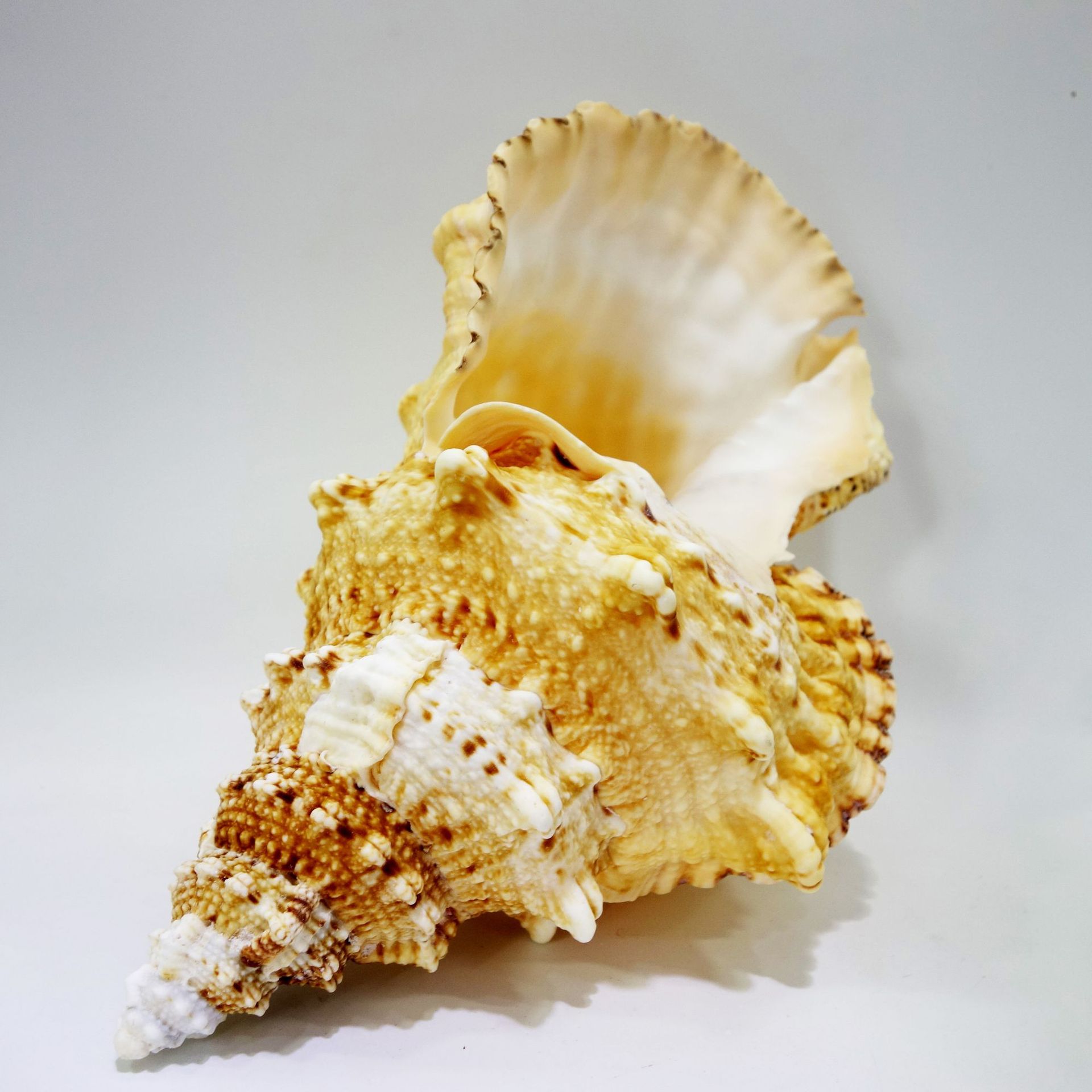 海螺贝壳装饰品 青岛批发石号金口蛙螺 海螺手工工艺品销售