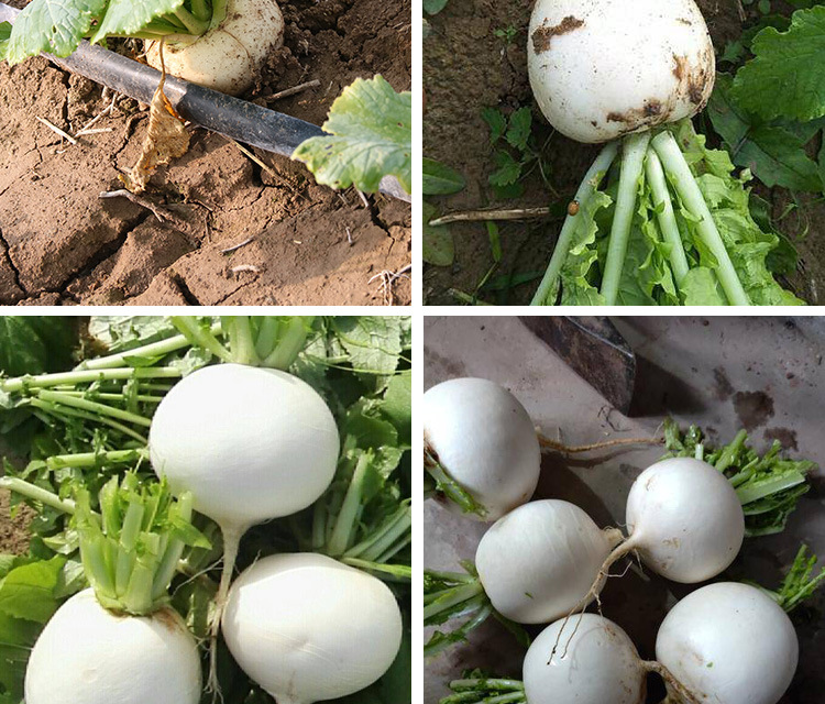 江南圆白萝卜种子 农田菜园圆形皮肉白色味甜脆嫩蔬菜种子