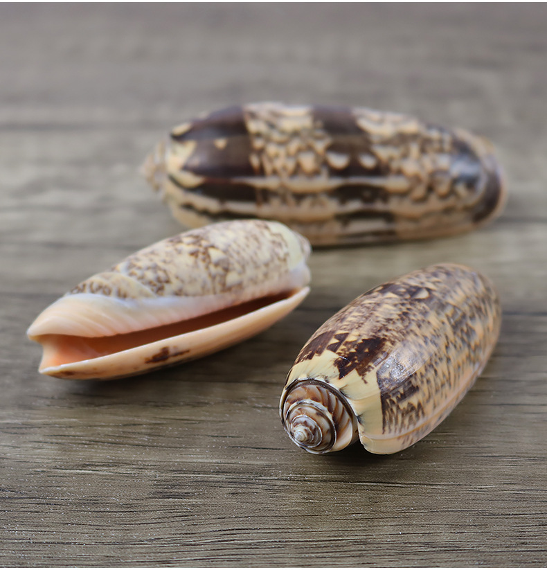 天然海螺贝壳仙女螺匪螺珠子螺标本螺收藏品摆设鱼缸造景装饰一斤