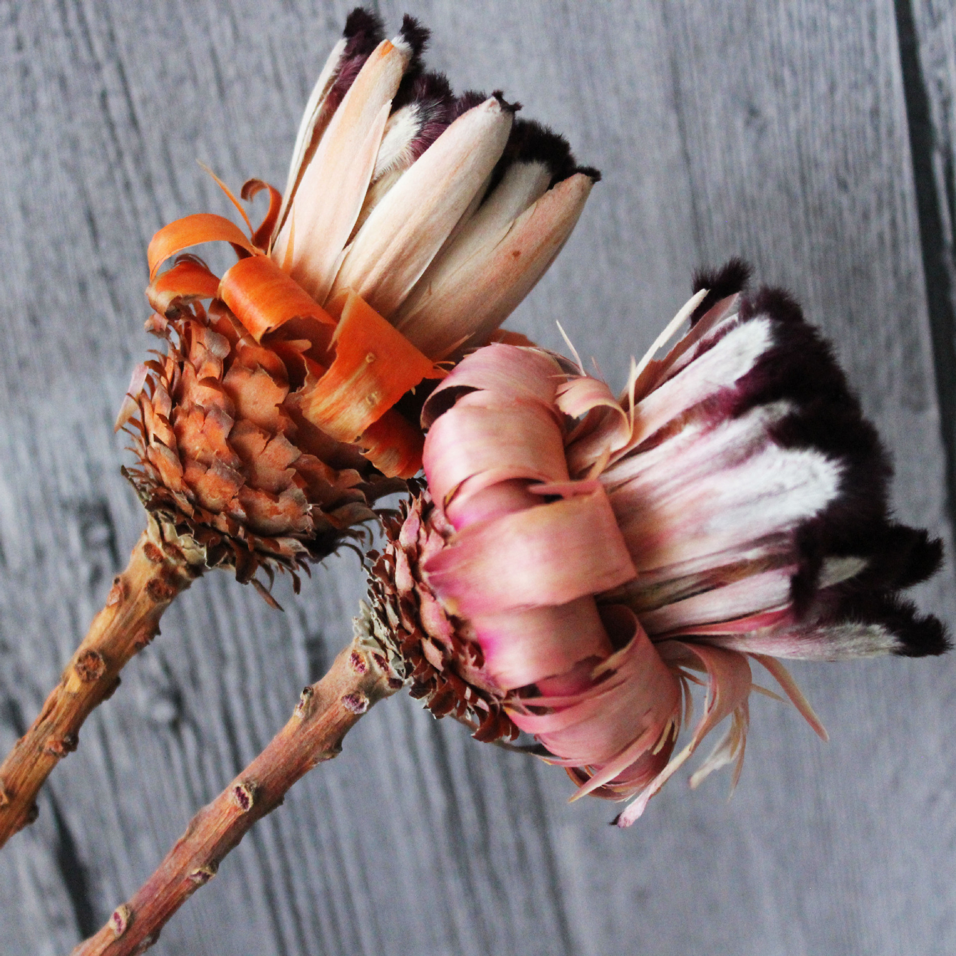 进口水绒仙干花永生花不凋花天然植物拍照道具装饰插花花束