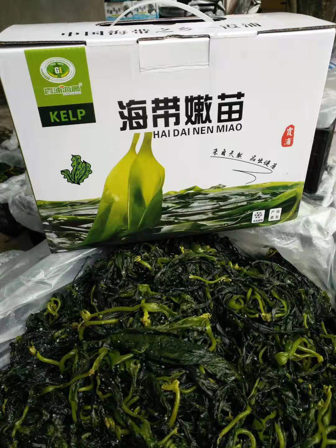 霞浦海带芽海带苗 烫火锅烫麻辣烫煲汤 火锅菜凉拌菜源头一手厂家