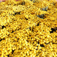 黄金球干花厂家批发家居装饰摄影亚马逊跨境供货黄金球干花花束