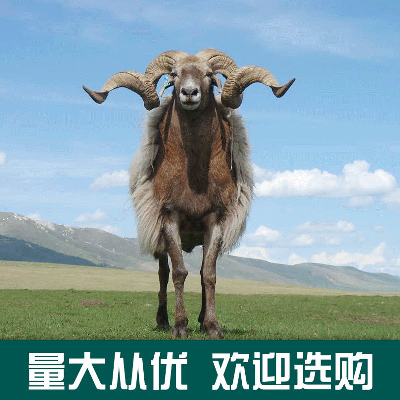 长期供应欧拉羊黄脖羊藏绵羊甘南甘加羊大角羊欧拉羊养殖
