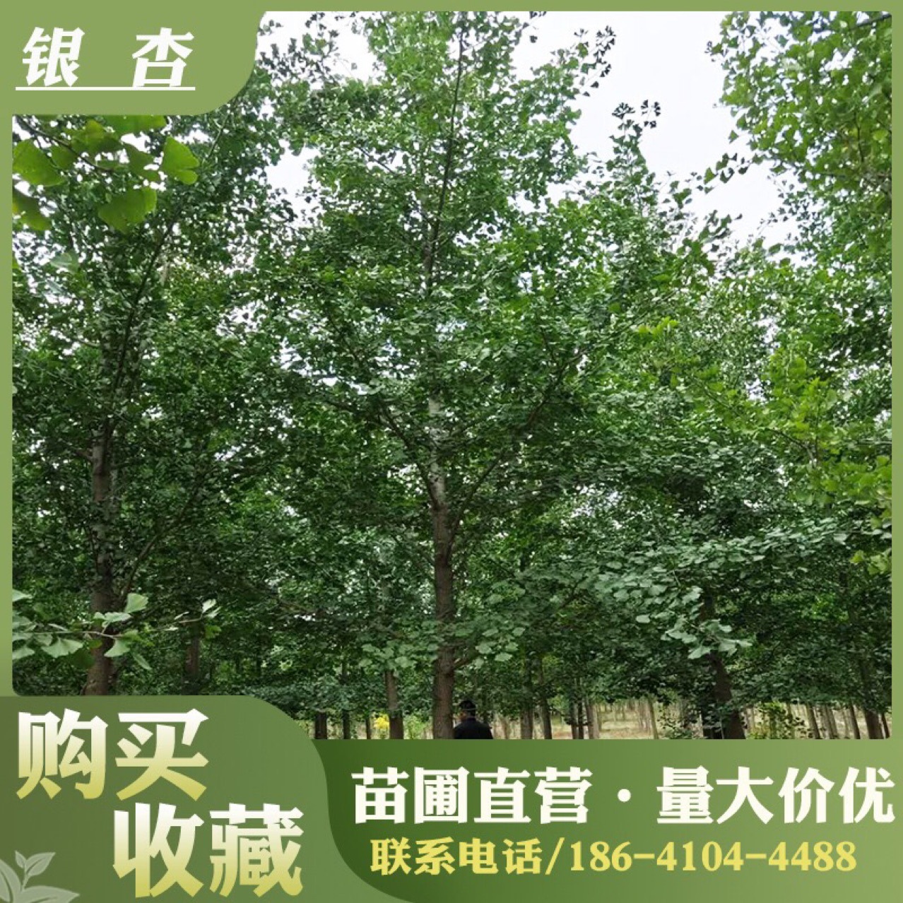 银杏树庭院别墅绿化景观树小区园林乡村银杏小苗白果苗5-15公分