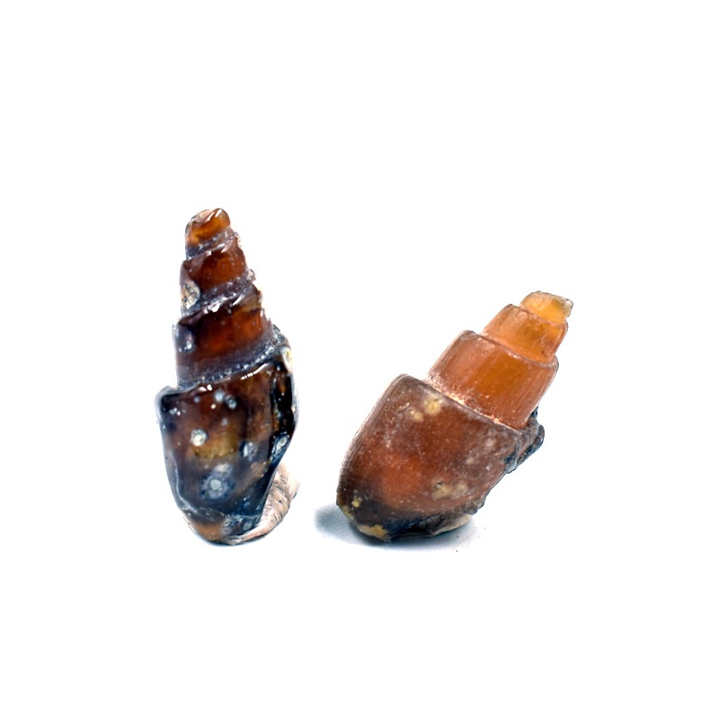 玛瑙质蜗牛化石腹足动物化石古生物化石棒石螺地质科普教学标本