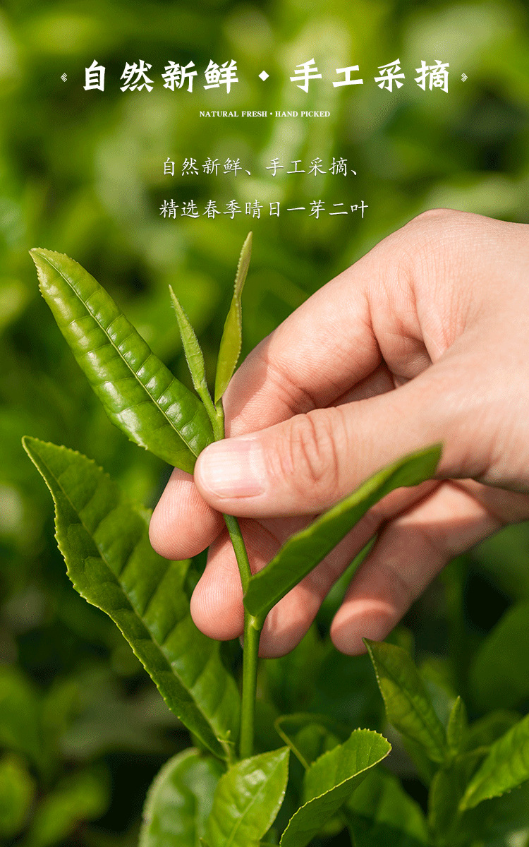 福建宁德老树白茶茶叶正宗特级陈年古树白牡丹小袋礼盒装送礼佳品