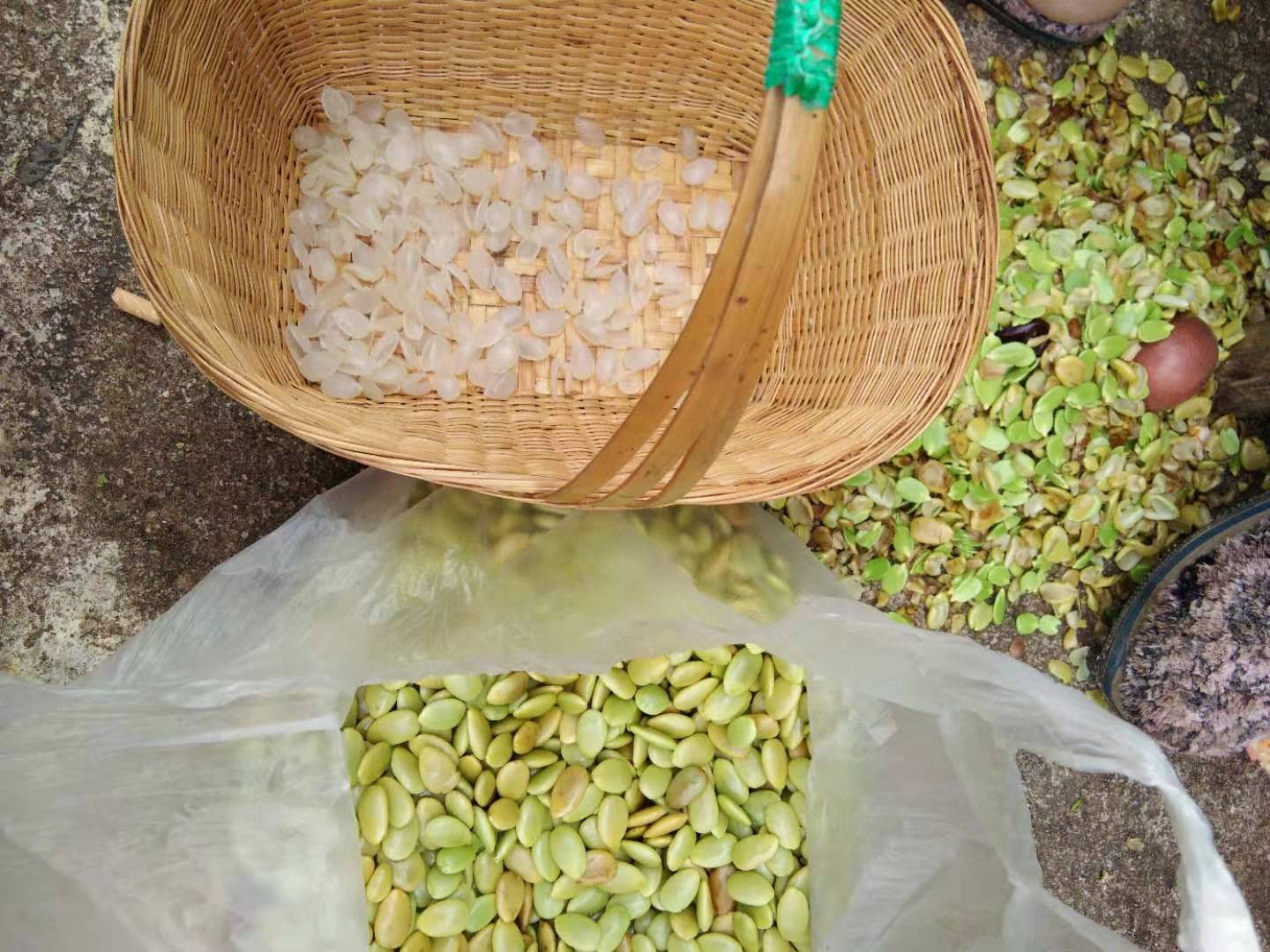 云南梁河单荚皂角米 薄片手剥晒干雪莲子500克一件代发