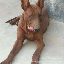 出售纯种红狼犬幼犬宠物狗大型红狼犬看家护院狼狗宠物狗狗