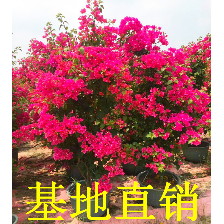 同安红三角梅批发 四季红三角梅基地 水红三角梅 红色三角梅价格