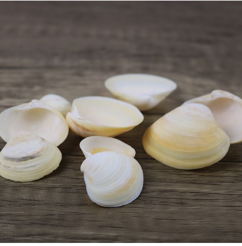 厂家供应天然黄色贝壳海螺工艺贝壳原料鱼缸鸡蛋贝diy漂流瓶一斤