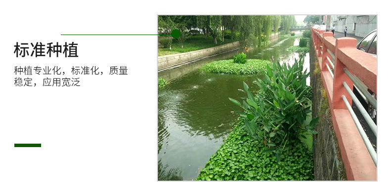厂家供应人工浮岛 浮动湿地水生植物种植 浮床 水上浮岛工程 安装