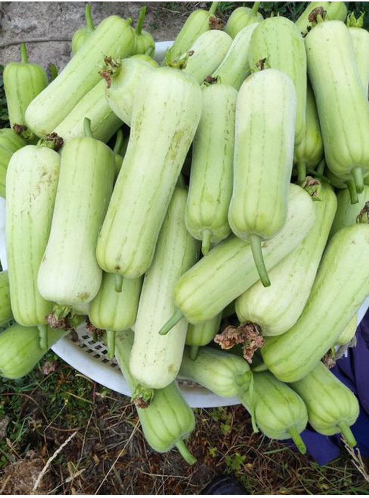 白皮丝瓜种籽农家四季早熟大肉丝瓜春秋季白玉丝瓜种子蔬菜种孑