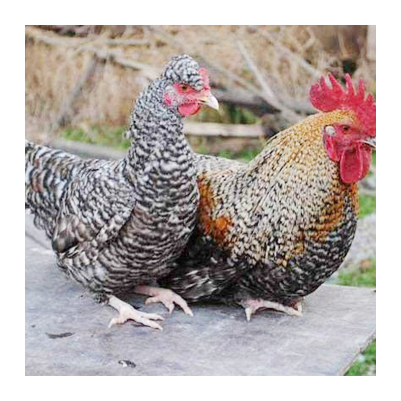 芦花鸡小鸡苗小芦花鸡苗 白芦花公鸡苗 价格优惠