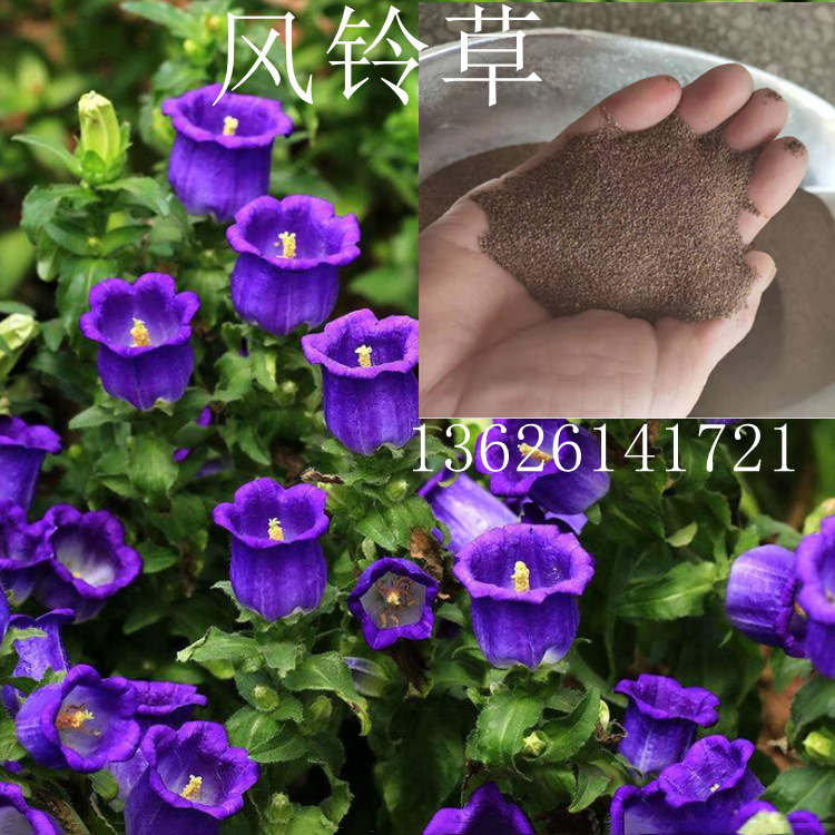苏北花卉种子公司直销风铃草种子 铃铛花 风铃花