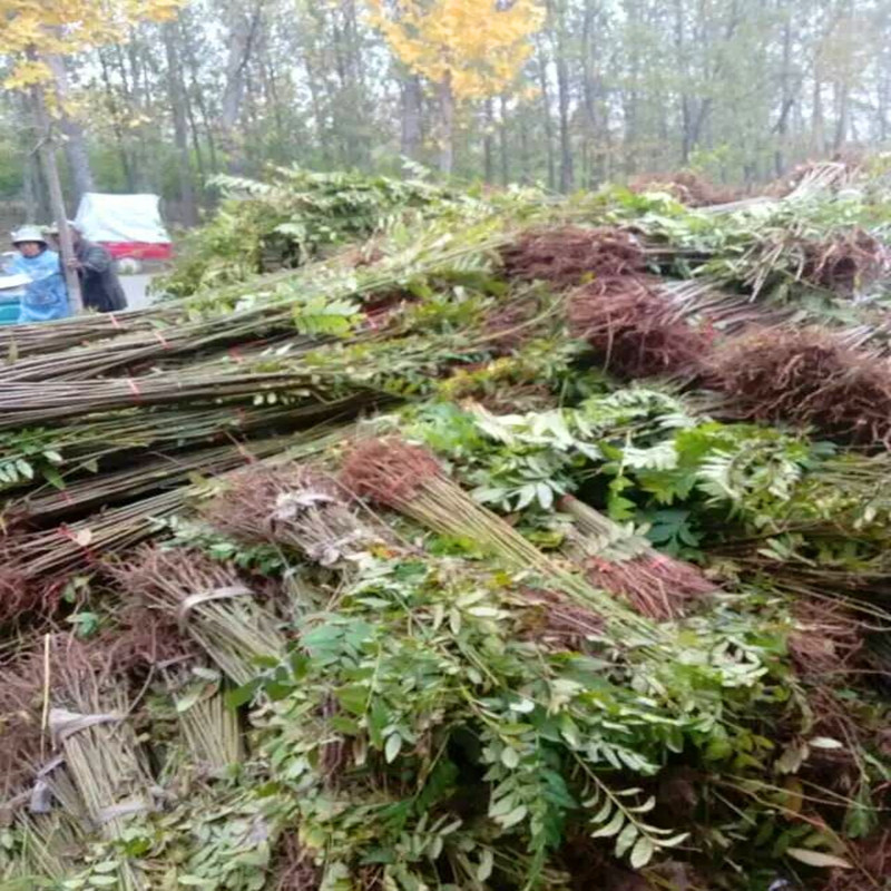 当年种植当年发芽的大棚红油矮化香椿苗1公分2公分红油香椿苗批发