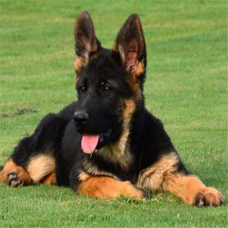 德牧幼犬纯种赛级德国牧羊犬德牧犬护卫大型黑背弓背幼犬德牧活体