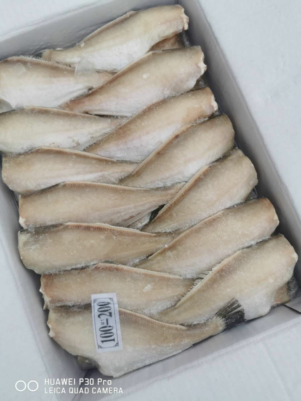 冷冻鲜美耗儿鱼活冻马面鱼 比你想的更新鲜 酒店餐厅直批