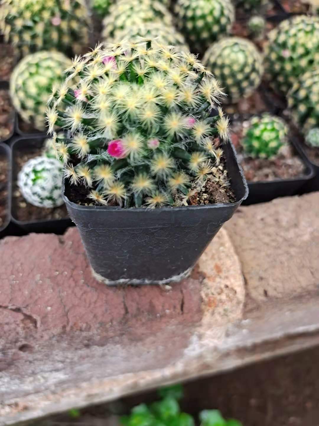 明星实生3-5cm仙人球红花易开花软刺不扎仙人球