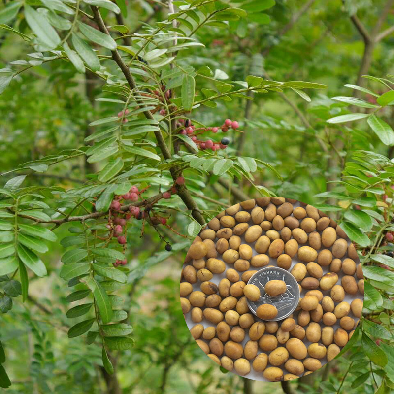 清香木种子当年新种随采随发质量保证量大优惠接受预订