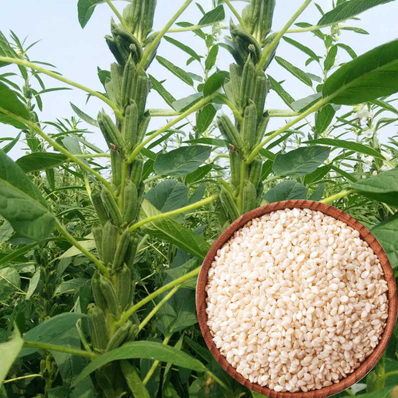 纯正豫芝十号芝麻种子规格:50克原装(一)芝麻的种植制度由于芝麻