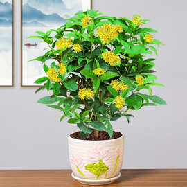 四季桂花树苗盆栽开花不断植物室内花卉香型阳台花苗批