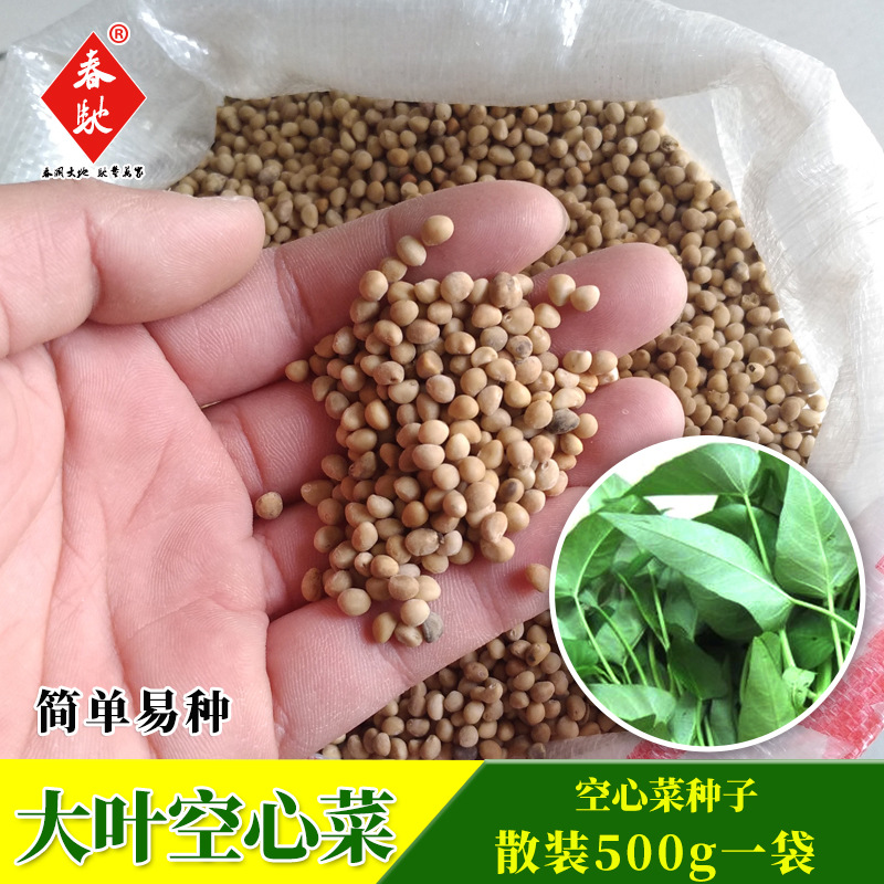 批发散装泰国空心菜种子 芽苗菜种子 水培芽菜种子500g大叶空心菜