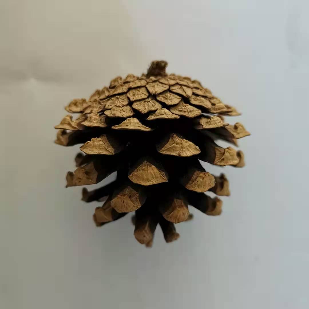 松果1kg美人松樟子松家居摆件圣诞节饰品手工diy