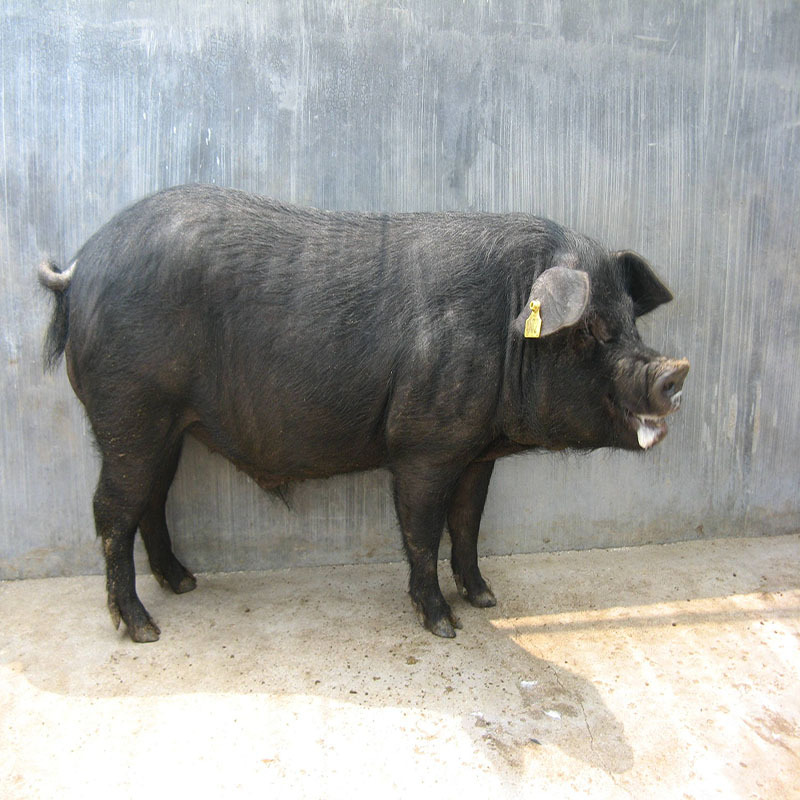 纯种太湖母猪批发苏太黑猪苗 梅山猪苗纯种太湖小母猪