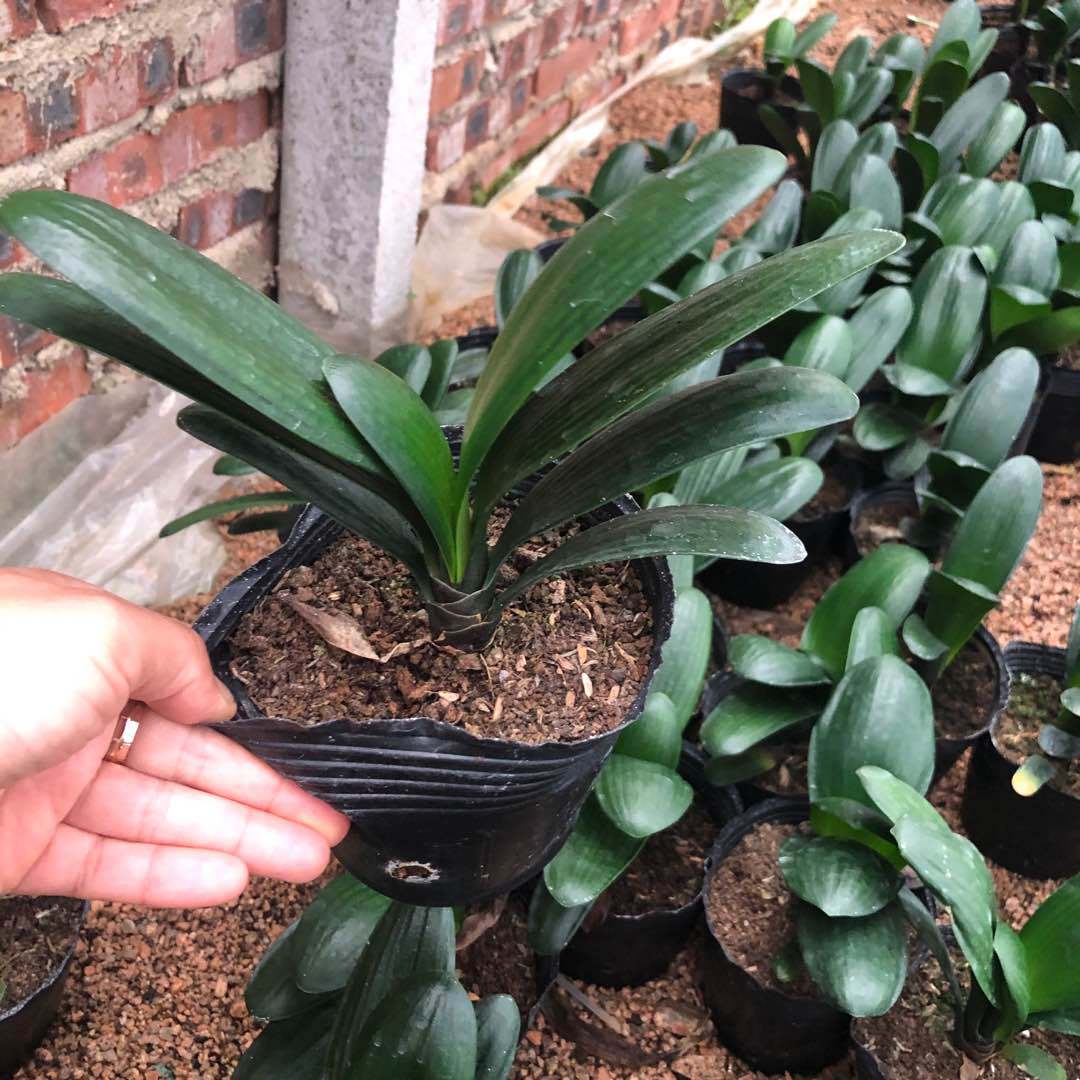 盆栽君子兰三到六叶的苗 君子兰四季长青两年君子兰