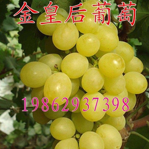 果树苗金皇后葡萄树苗 嫁接扦插葡萄苗 甜葡萄早熟葡萄南北方种植