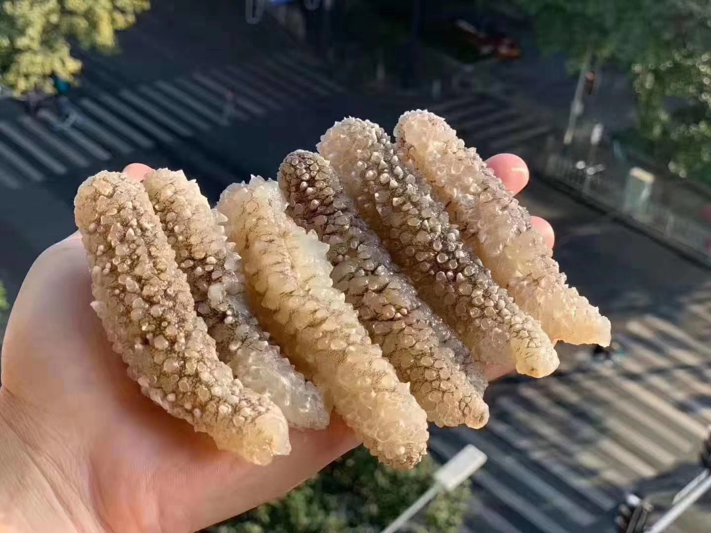 批发渠道天然深海野生小白刺参 印尼白刺参 淡干海参干货