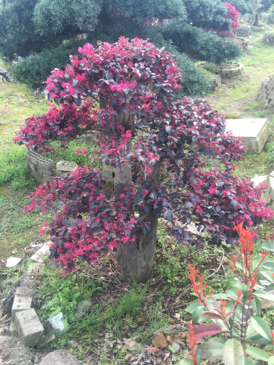 供应精品造型红花继木桩