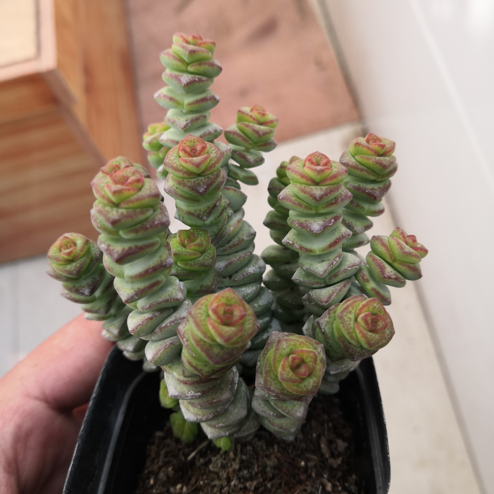 多肉钱串植物盆栽 基地大棚 花卉绿植盆景 大量批发优惠