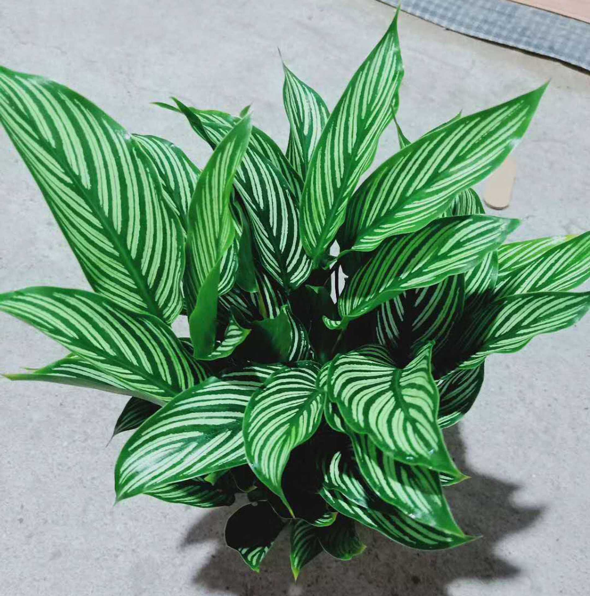 基地直供观叶植物盆栽花卉居家花卉盆栽绿植120青纹竹芋