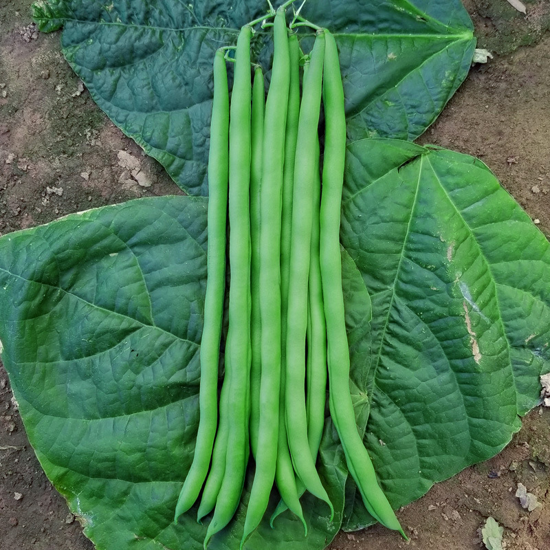 无丝豆角种子无筋泰国架豆种籽鲜嫩无纤维四季豆春秋播芸豆籽种孑