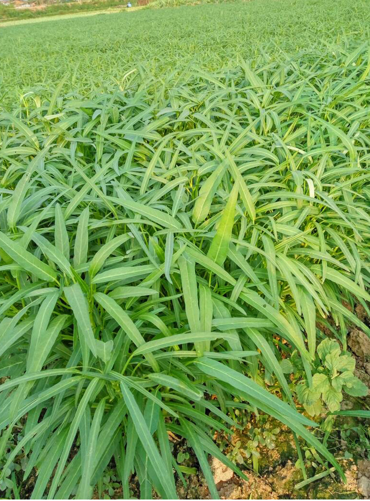 而后移到世界著名空心菜留种基地-泰国生产