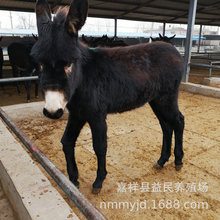 急售3--6个月全黑色的德州驴肉驴苗 活驴批发 福建肉驴养殖场