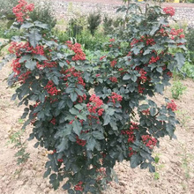 花椒苗 批发大红袍花椒苗 无刺花椒苗基地出售 根系发达 现挖现卖