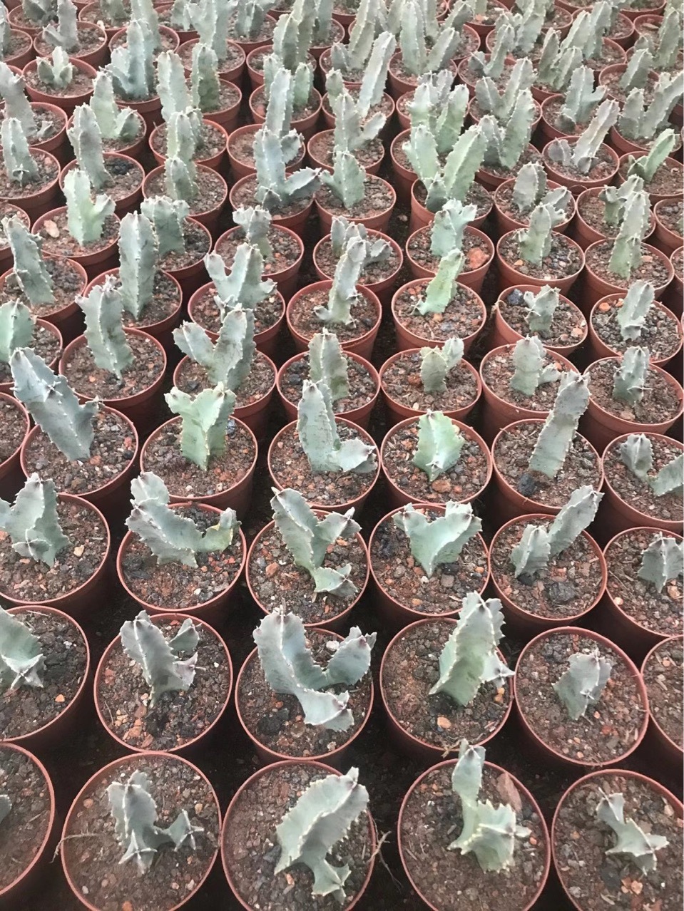 白角萝藦,萝藦科水牛角属多肉植物