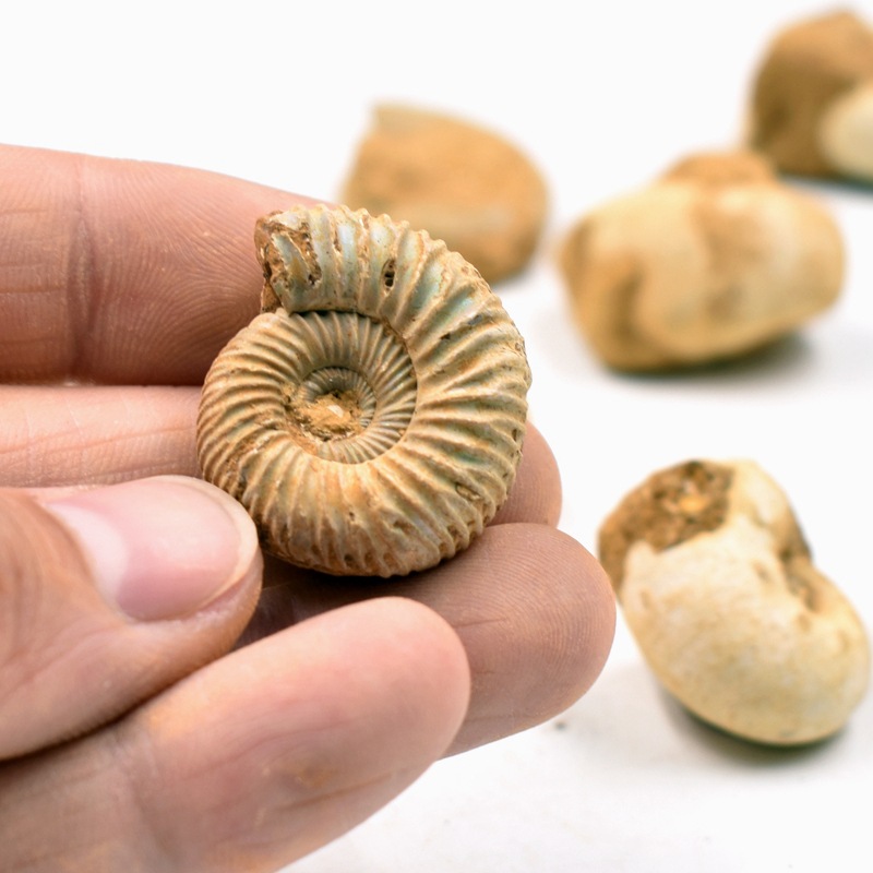 马达加斯加菊石海螺化石原石古海洋头足动物化石地质科普教学标本