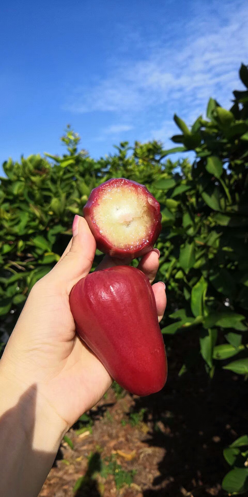 莲雾黑金刚莲雾5斤新鲜现摘当季雾莲果孕妇水果带箱热带特产海南6