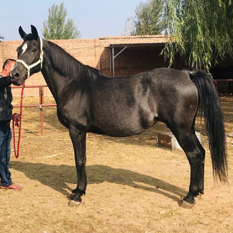三河马蒙古马伊犁马活马种马跑马赛马出售马匹女士骑乘半血马