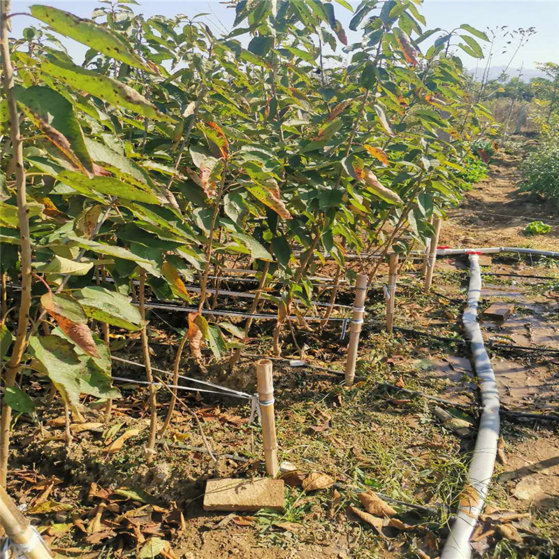 3公分樱桃苗 美早樱桃树苗 果实大 肉质酸甜可口 肥厚多汁