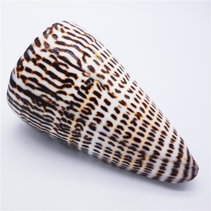 厂家销售贝壳海螺工艺品黑玉米螺 旅游纪念礼品 家居摆饰鱼缸造景