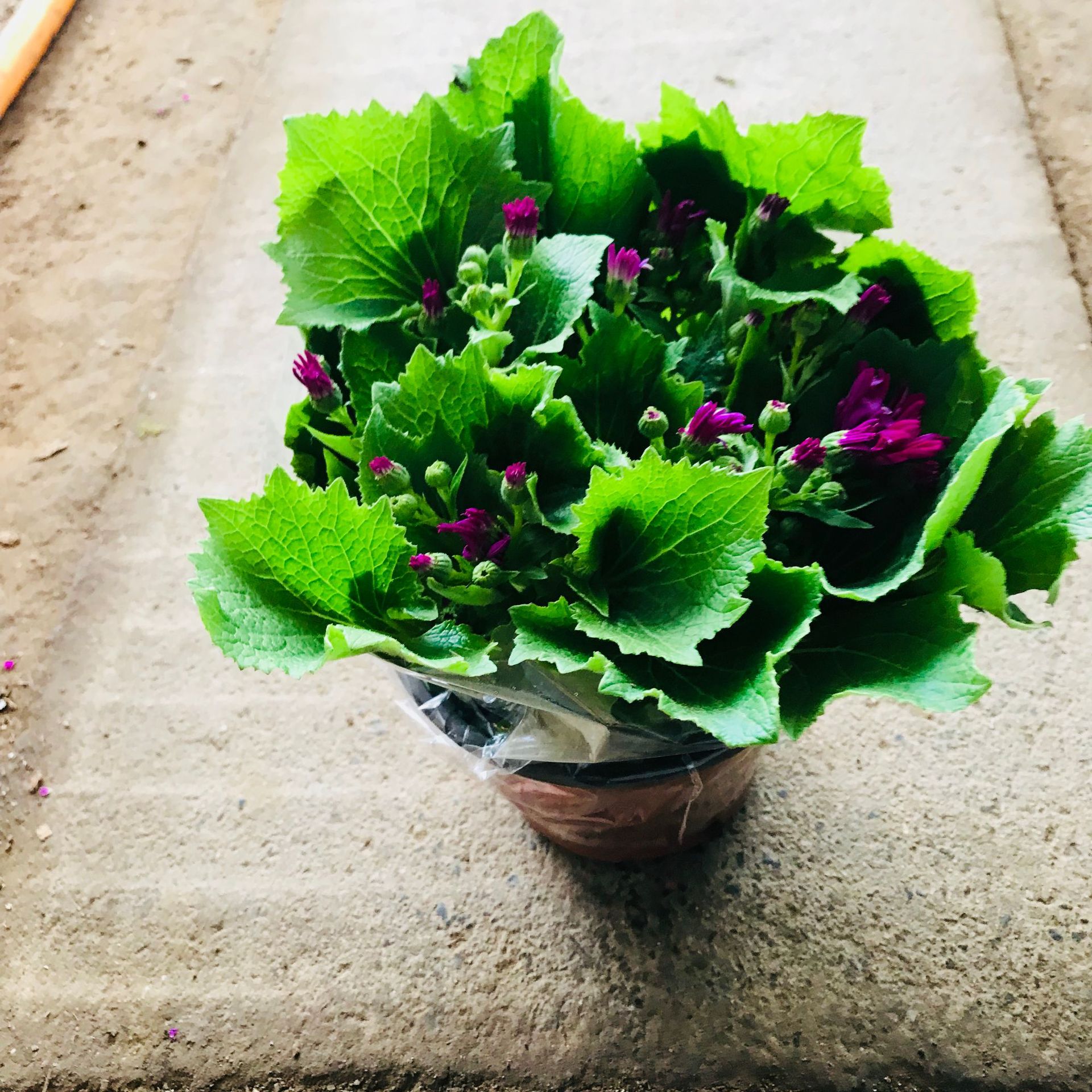 批发销售室内阳台庭院绿植盆栽 瓜叶菊盆栽多色耐寒观花绿植花卉