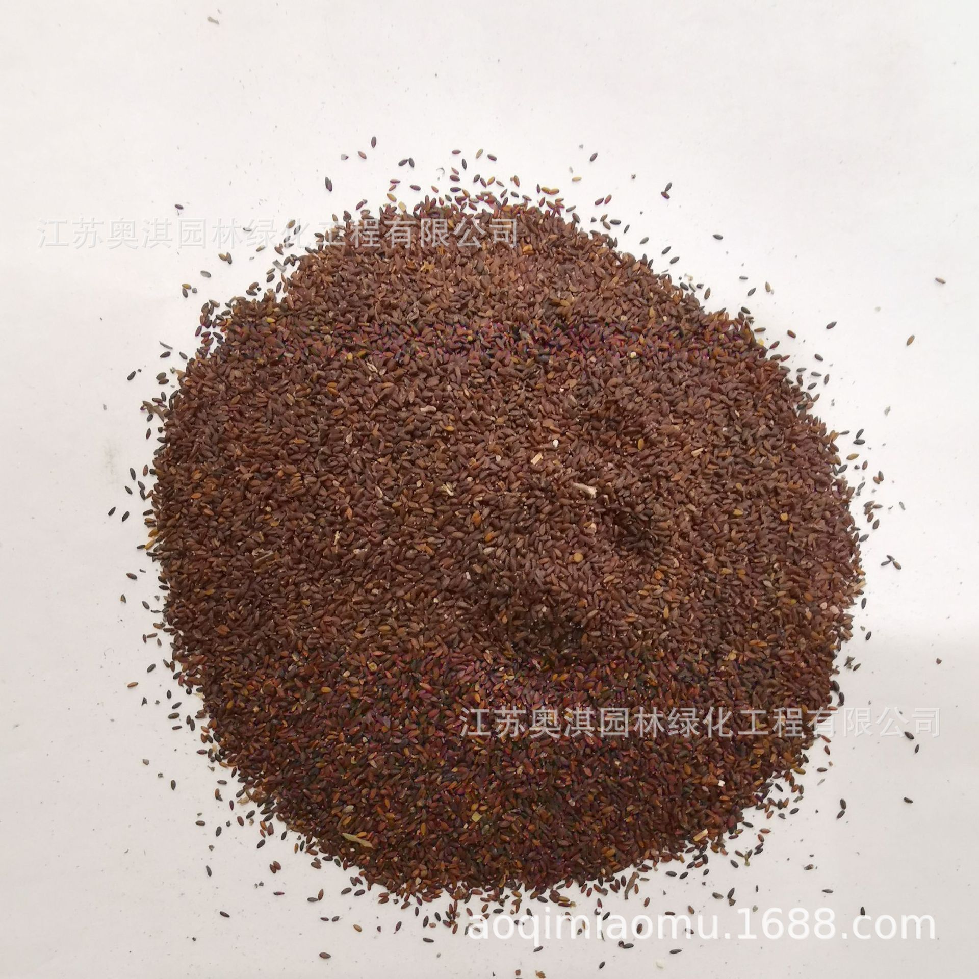 荆芥种子大叶荆芥种子香荆芥种子大穗荆芥籽易种植货到付款