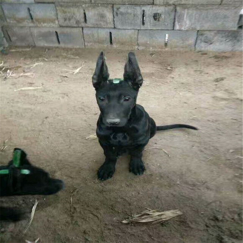 中华黑狼犬活体黑狼犬三个月三针两针驱虫出售黑狼幼犬宠物狗狗
