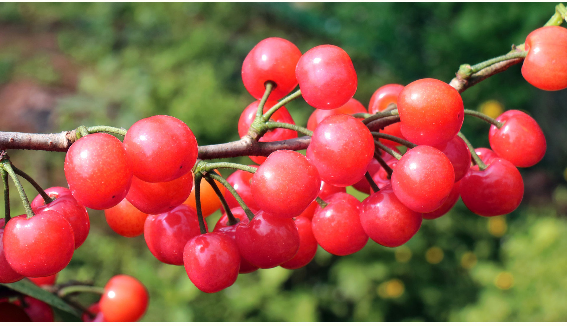 南早红樱桃树4月初成熟南方樱桃树红妃樱桃南方嫁接1年大樱桃果树