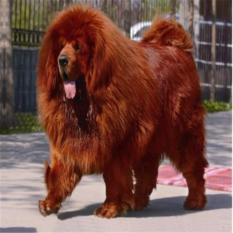出售精品藏獒犬活体幼犬铁包金红色大骨架宠物狗大型猛犬疫苗齐全